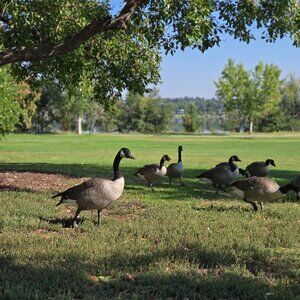 Meet your Posher, Katie the Silly Goose